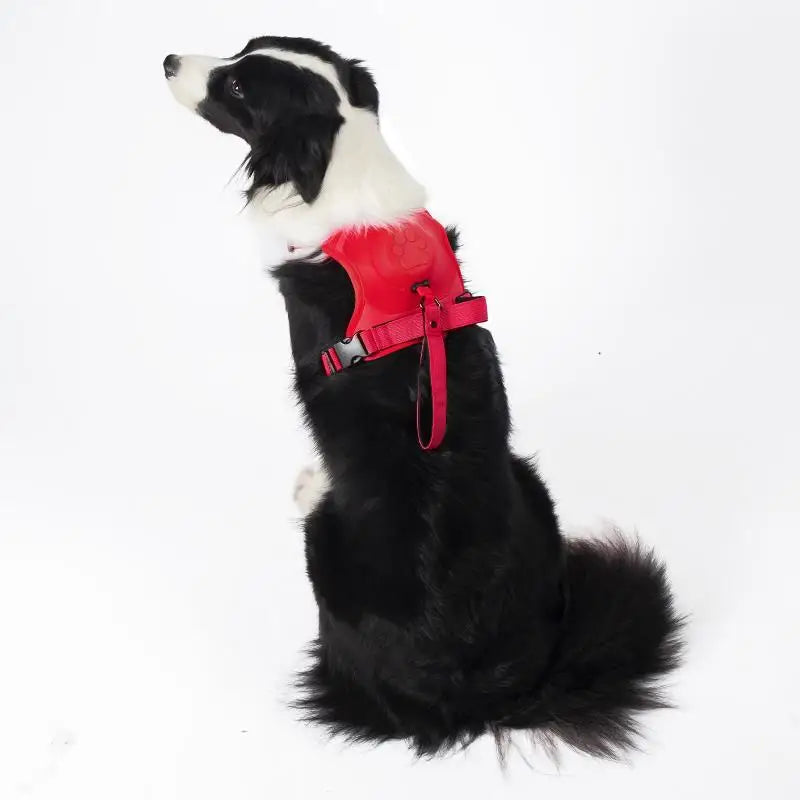 Harnais Laisse 2-en-1 Rétractable Anti-Traction pour Chien Moyen et Grand